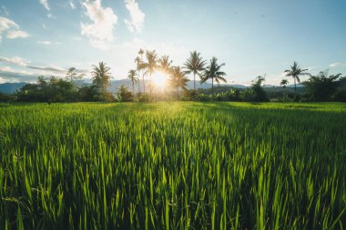 Pai 'de akşam pirinç tarlaları ve hindistan cevizi ağaçları.