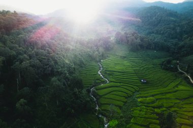 Pirinç tarlalarının ve dağların akşam manzarası