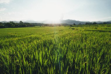 Paddy tarlaları pirinç manzarası yeşil tarım arazileri, pirinç tarlaları ve akşam ışığında pirinç bitkileri