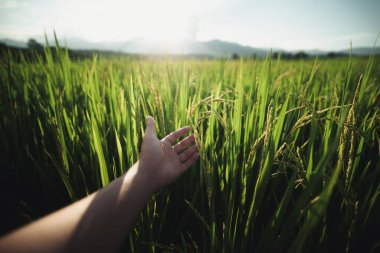 Pirinç tarlasında pirince dokunan eller, pirinç bitkilerini kontrol et.