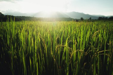 Paddy tarlaları pirinç manzarası yeşil tarım arazileri, pirinç tarlaları ve akşam ışığında pirinç bitkileri