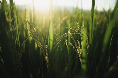 Paddy tarlaları pirinç manzarası yeşil tarım arazileri, pirinç tarlaları ve akşam ışığında pirinç bitkileri