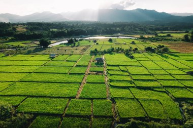 Akşamları Tayland 'da pirinç tarlaları, pirinç tarlalarının yüksek açılı manzarası.
