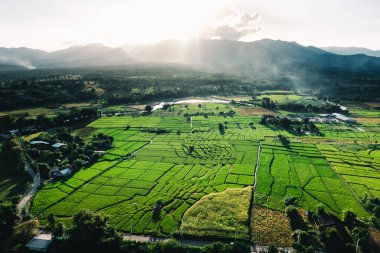 Akşamları Tayland 'da pirinç tarlaları, pirinç tarlalarının yüksek açılı manzarası.