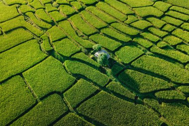 Akşamları Tayland 'da pirinç tarlaları, pirinç tarlalarının yüksek açılı manzarası.