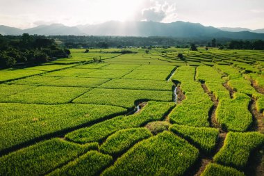Akşamları Tayland 'da pirinç tarlaları, pirinç tarlalarının yüksek açılı manzarası.