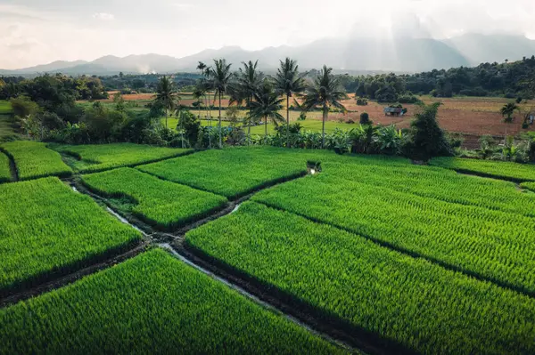 Akşamları Tayland 'da pirinç tarlaları, pirinç tarlalarının yüksek açılı manzarası.