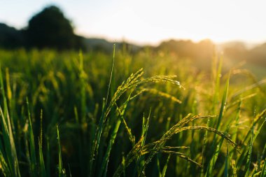 Sabahın erken saatlerinde pirinç tarlasında pirinç.