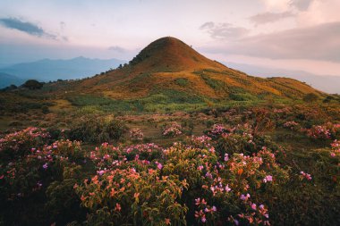 Çiçekler ve dağlar yaz sabahı sisinde