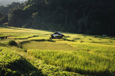 Pirinç tarlaları ve doğal ışık, tarım ve doğa ve orman koruma görüntüleri