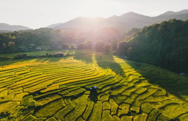 Akşamları hasat zamanı yeşil ve sarı pirinç tarlaları, Asya tarım geçmişi, tarım ve doğa koruma illüstrasyonları