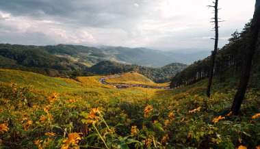 Mae Hong Son, Tayland 'da sarı çiçek tarlaları ve dağ manzarası