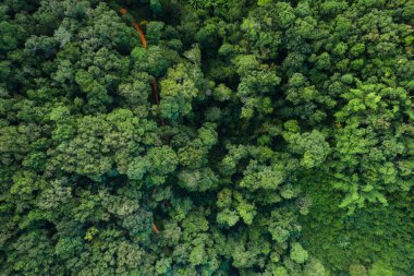 Hava ormanı, Yeşil orman ve doğa, ormandaki ağaçların havadan görünüşü, doğa arka planı, doğa koruma ve çevre.