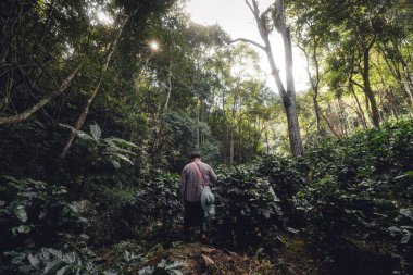 Dağdaki doğal ağaçların altında kahve tarlası ve çiftlikte yürüyen insanlar.