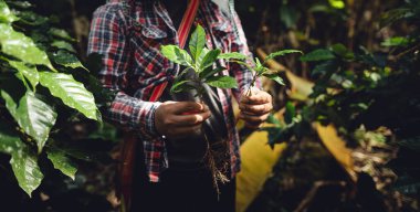 Elinde kahve tohumu olan kahve çiftçileri, kahve ekimi, kahve fideleri.