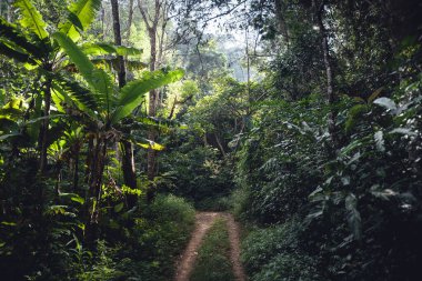 Yeşil günde orman ve orman yolları