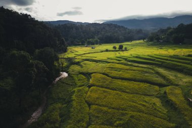 Tayland 'da bir dağda yeşil tarlalar, pirinç tarlaları.