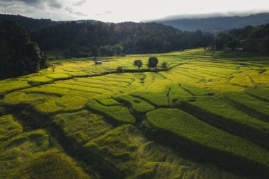 Tayland 'da bir dağda yeşil tarlalar, pirinç tarlaları.