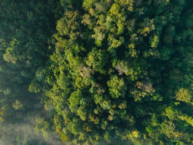 Ormanın ve yaz sabahı sisinin havadan görünüşü ağaçların ve ormanın doğal yüksek açılı görüntüsü.