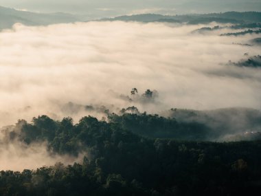 Ormanın ve yaz sabahı sisinin havadan görünüşü ağaçların ve ormanın doğal yüksek açılı görüntüsü.