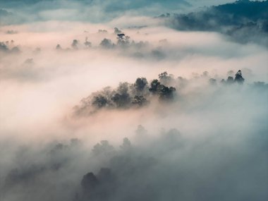 Asya 'daki tropikal yağmur ormanlarında sabah sisi, sabah sisi ve doğa arka planında hava manzarası.
