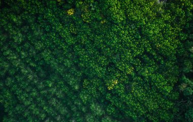 Sabahları bahçedeki ağaçların havadan görünüşü, sabahları bahçedeki ağaçların havadan görünüşü. Doğal ağaçların yeşil arka planı. Doğa koruma.