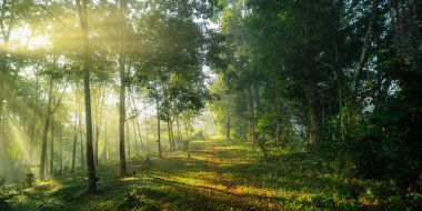 Sabah ışığı ve ağaçlar kaldırımda kauçuk tarlasında
