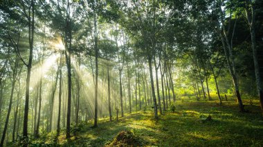 Sabah ışığı ve ağaçlar kaldırımda kauçuk tarlasında