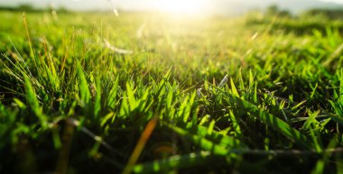 Baharda yeşil çimenler Akşam ışığında