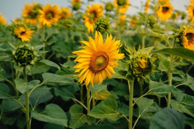 Bir yaz gününde bahçede ayçiçekleri. Ayçiçeği çalıları.