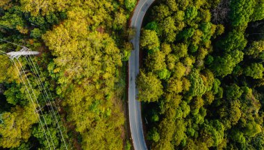 Yeşil ağaçla kaplı bir yol gür bir arazide esiyor, orman tepelerini yansıtıyor, yol seyahati, doğal yol ulaşımı ve doğa koruma