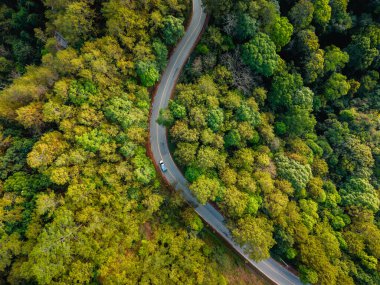 Yol ve ormanın havadan görünüşü. Yazın doğal ormandan geçen yol. Turizm, ulaşım, doğa koruma ve seyahat.