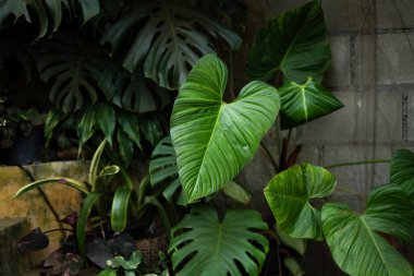 Koyu yapraklar, yapraklar, ağaçlar, bahçe, kapalı bitkiler, ev duvarı arka planı