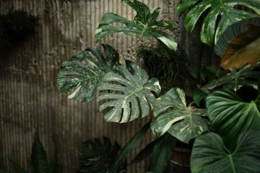 Koyu yapraklar, yapraklar, ağaçlar, bahçe, kapalı bitkiler, ev duvarı arka planı