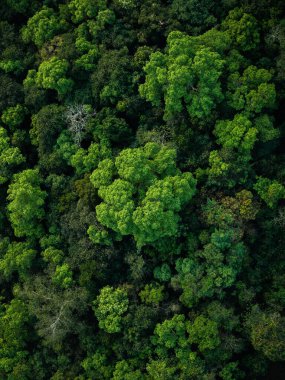 Yazın yeşil ormanın havadan görünüşü. Doğa ve çevre.
