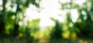 Ormanın yeşil bokeh arka planı ve ışıklı ağaçlar