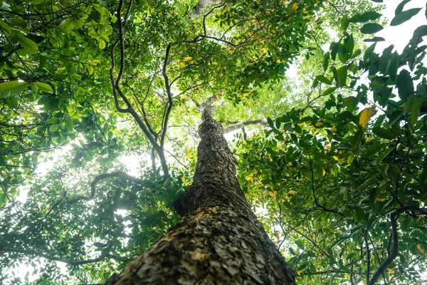 Yazın ormandaki ağaçların ve yeşil yaprakların alt manzarası. Doğa, çevre ve karbon.