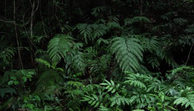 Koyu yeşil tropikal orman yaprakları ve eğreltiotu. Doğal orman geçmişi.