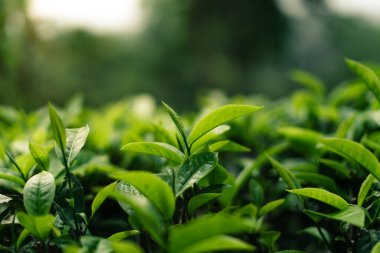 Dağdaki doğal bir tarlada yeşil çay çalıları. Koyu yeşil çay.