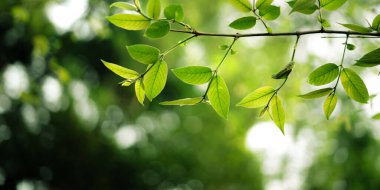 Taze yeşil bahar yaprakları ve ormandaki yeşil yeşil arka plan doğal yeşil bokeh arka plan. Doğa ve çevre.