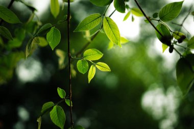 Taze yeşil bahar yaprakları ve ormandaki yeşil yeşil arka plan doğal yeşil bokeh arka plan. Doğa ve çevre.