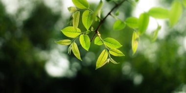 Taze yeşil bahar yaprakları ve ormandaki yeşil yeşil arka plan doğal yeşil bokeh arka plan. Doğa ve çevre.