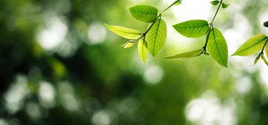 Taze yeşil bahar yaprakları ve ormandaki yeşil yeşil arka plan doğal yeşil bokeh arka plan. Doğa ve çevre.