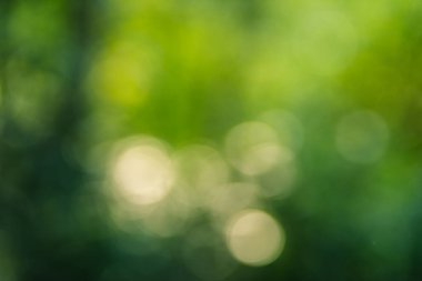 Ağaçların ve yaprakların yeşil bulanık arkaplanı