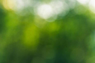 Ağaçların ve yaprakların yeşil bulanık arkaplanı