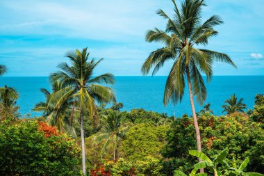 Yaz tatilinde adadan hindistan cevizi ağaçları ve deniz..