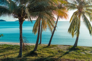 Hindistan cevizi palmiyeli tropik plaj koh samui