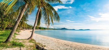 Hindistan cevizi palmiyeli tropik plaj koh samui