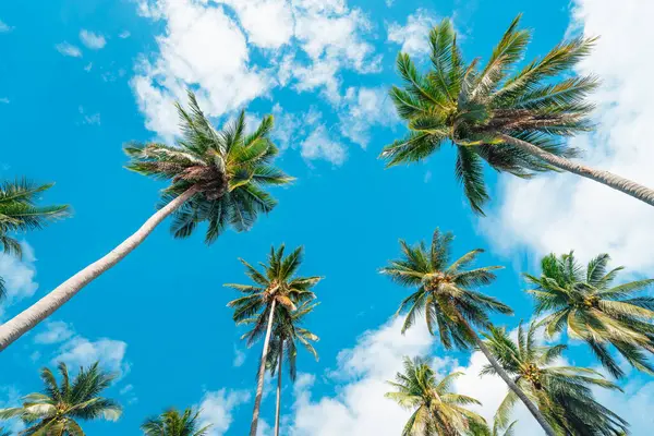 Aşağıdan, adadaki bir hindistan cevizi tarlasına bak..