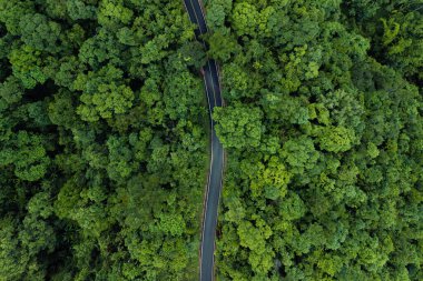 Hava aracı atışı dolambaçlı bir yol olduğunu gösteriyor. Hayati bir ulaşım atardamarı. Yoğun ve yemyeşil bir ormanı kesiyor. Görüntü insan gelişimi ve doğal ekosistemlerin kesişiminin altını çizerek, altyapının nasıl bütünleştiğini göstermektedir. 